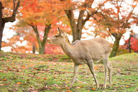 Personnes en kimono traditionnel sous des arbres de ginkgo jaunes en automne dans un parc à Tokyo, Japon